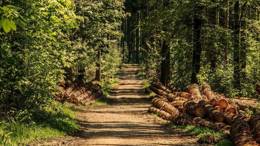 5 ways to connect to nature to improve our wellbeing
